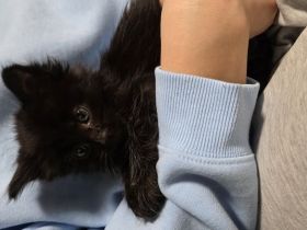 7 süße reinrassigen  Maine-coon Kitten Suchen ein neues Zuhause