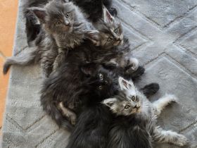 WUNDERSCHÖNE XXL MAINE COON KITTEN MIT STAMMBAUM