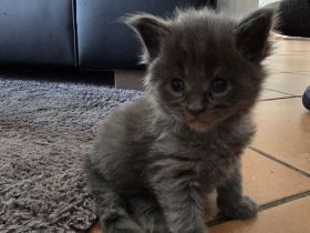 WUNDERDCHÖNE XXL MAINE COON KITTEN MIT STAMMBAUM