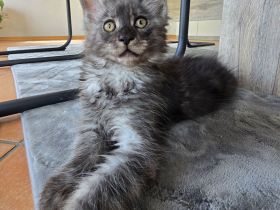 WUNDERSCHÖNE XXL MAINE COON KITTE MIT STAMMBAUM