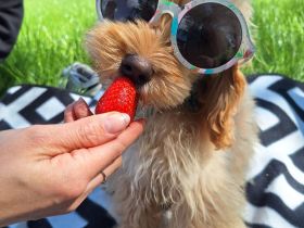 Charlie - flatterndes Herz sucht ruhigen Hafen