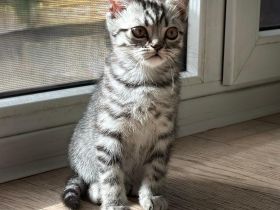 Reinrassige BKH Kitten suchen liebevolles Zuhause