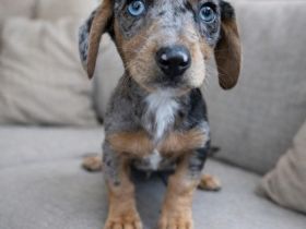 🐾 Wunderschöne Zwergdackel Welpen ab 01.03. abzugeben 🐾