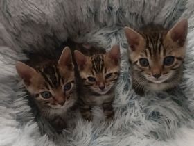 Reinrassige Bengal-Kitten