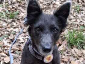 Gütiges Zuhause für liebenswerten Pepper gesucht