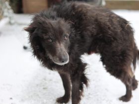 Gütiges Zuhause für liebenswerten Pepper gesucht