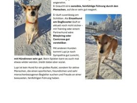 Sportliches Zuhause für 2 Rüden gesucht