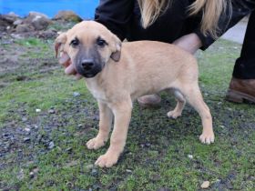 Lebensfroher kleiner Bob sucht Familienanschluss