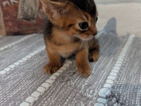 3 Abessinier Kitten Ruddy (Wildfarben) mit Stammbaum - Nur noch 1 Junge verfügbar