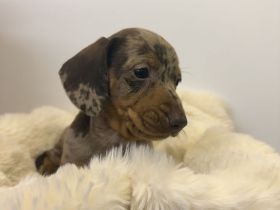 Wunderschöner Zwergdackel rüde sucht Traumhaus