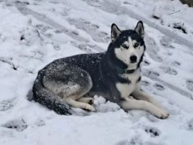 Husky Chase sucht neues Zuhause