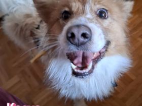 VERMITTLUNGSHILFE Kasya, 08/22 - süßes Wuschelchen sucht Familie