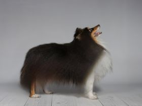 Tricolor Sheltie Deckrüde