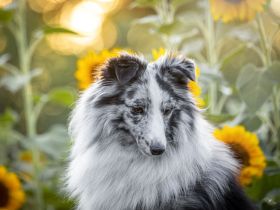 Bi-Blue Deckrüde Sheltie