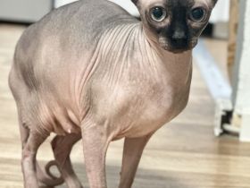 Zwei liebevolle Katzenbabys (♂ & ♀) suchen ein dauerhaftes Zuhause