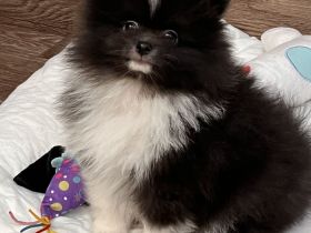 Zwei süße Pomchi Fellnasen