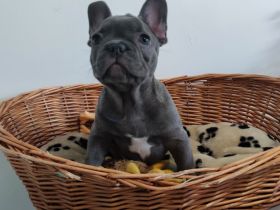 Französische Bulldogge Welpe Blue Bub