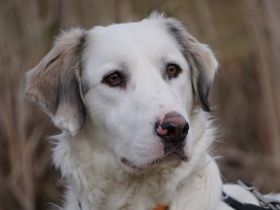 Menschenbezogener FIORENZO möchte endlich in seinem Zuhause ankommen