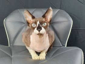Suche Canadian Sphynx Deckkater