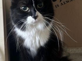 Hübsche Maine Coon Mix Dame Sucht ein liebevolles Zuhause in Wohnungshaltung