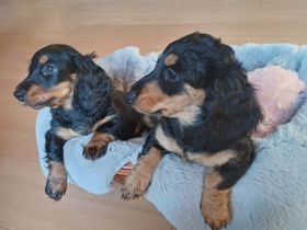 Zwergdackel Welpen