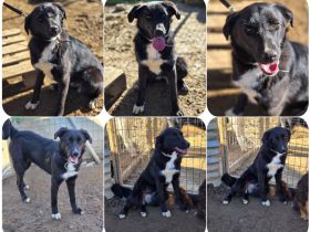 Emilia – wunderschöne schwarze Hündin