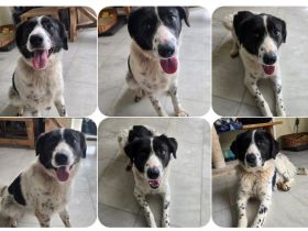 Kilida – selbstbewusste Hündin