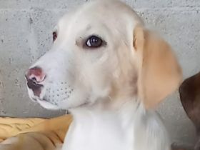 Welpengeschwister Avra (weiblich ) & Ilios (männlich) / derzeit noch in Griechenland