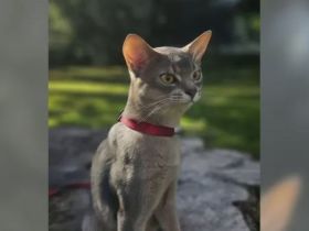 Edler Deckkater mit Champion-Stammbaum Reinrassiger Abessinier