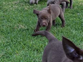 Wir bieten Labrador Retriever an
