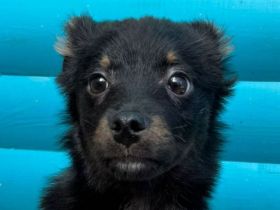 Bambu, kleines Hundemädchen sucht weiches und warmes Bettchen, 6M, 37 cm