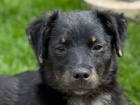 Bambu, kleines Hundemädchen sucht weiches und warmes Bettchen, 6M, 37 cm