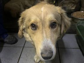 Ravella sucht liebe Menschen die viel Zeit zum Kuscheln haben, 3J, 35 cm