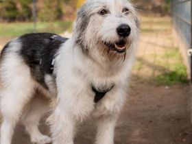 Amelio sanfter Herzenshund sucht sein Für-Immer-Zuhause