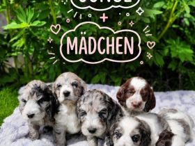 Cockapoo Welpen Harlekin-Merle