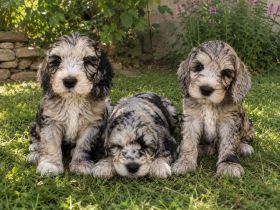 Cockapoo Welpen Harlekin-Merle