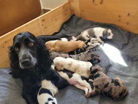Cockapoo Welpen Harlekin-Merle