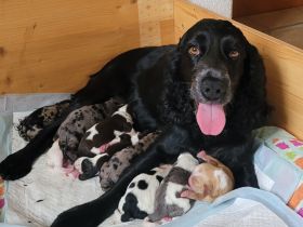 Cockapoo Welpen Harlekin-Merle