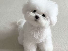 Wunderschöne Bichon Frisé Welpen suchen ein neues Zuhause.