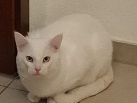 Kater abzugeben türkisch angora mix