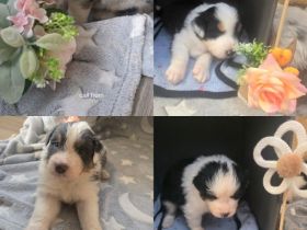 Australian shepherd welpen
