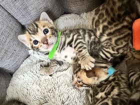Wunderschöne reinrassige Bengalkitten 3 Jungs 2 Mädels