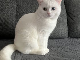 Deckkater sucht liebe Katzendame