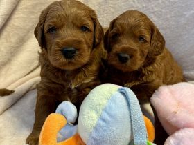 Labradoodle Medium / Klein