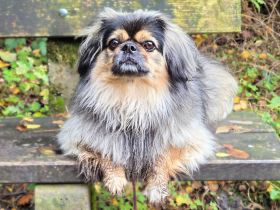 Maik in 33659 sucht sein Für-immer-Zuhause