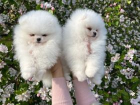 Superniedliche Pomeranian-Welpen  WhatsApp+49 179 1500349