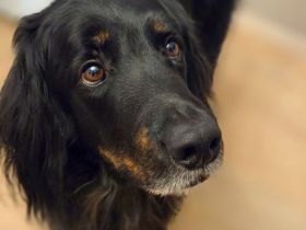 Arko in 48268 Greven sucht sein Für-immer-Zuhause