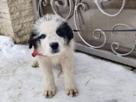 Schüchternes und sensibles Hundekind Ebbie