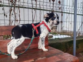 Welpen-Wirbelwind Cooki sucht Zuhause