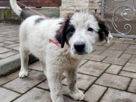 Lass dich von Kindra um die Pfote wickeln